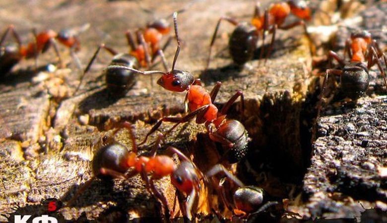 Элмурат Кочкор уулу: Тилге келген эстелик