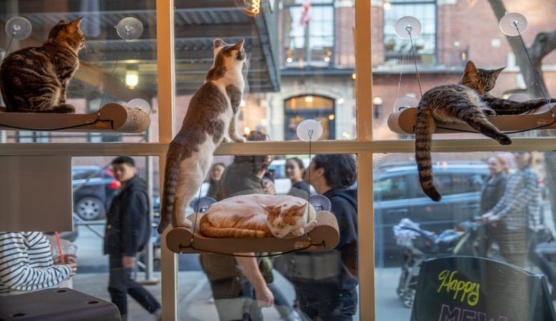 О`Шакир: Украинадагы Cat Cafe