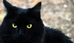 Ысмайыл Кадыров: Кара мышык