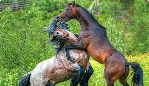 ЖАМАЛБЕК ЫРСАЛИЕВ: АЙГЫР СОГУШ
