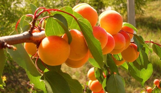 Менменсинген өрүк (жомок, которгон Ризван ИСМАИЛОВА)